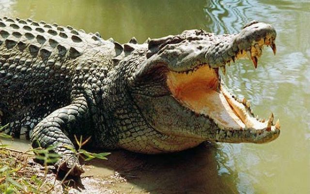 „Клинична пътека за ухапване от крокодил“