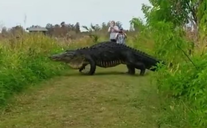 Чудовищно голям алигатор!!! (видео)