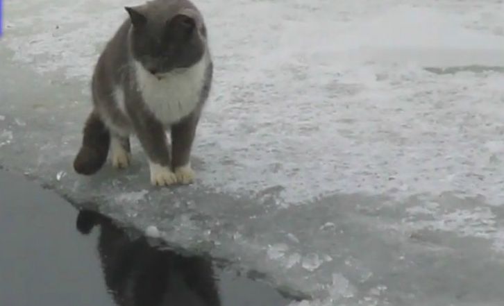 Котка – рибар, висше ниво (видео)