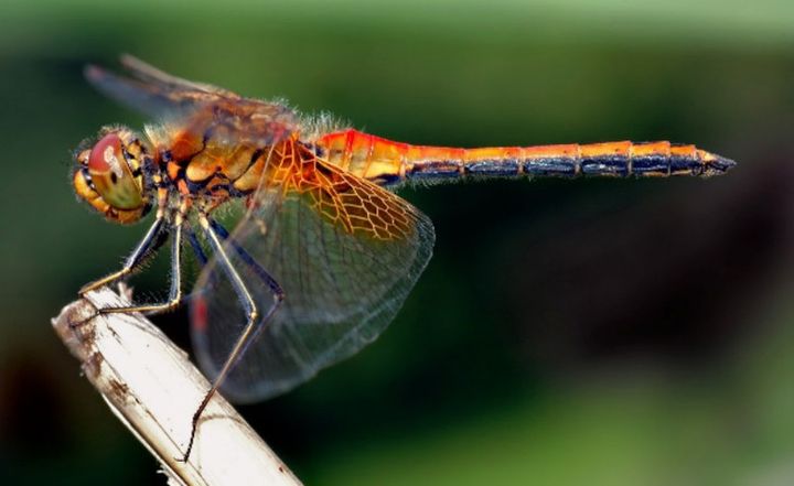 Земята: Броят на насекомите рязко е намалял