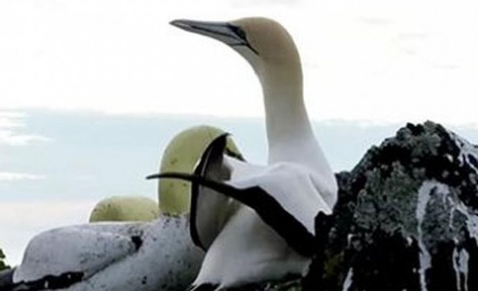 В Нова Зеландия умря най-самотната птица в света (видео)