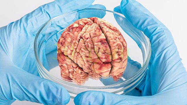 Кошмар: Учените са готови да отгледат човешки мозък в епруветка, който притежава съзнание и …интелект!