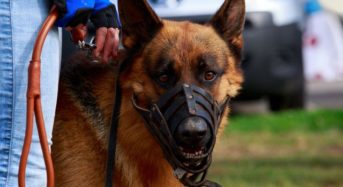 Правосъдното министерство на Украйна започна да продава и кучетата на длъжниците