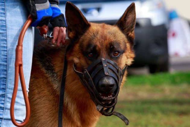Правосъдното министерство на Украйна започна да продава и кучетата на длъжниците