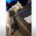 Канадец научи кучето си да му носи бира от хладилника (видео)