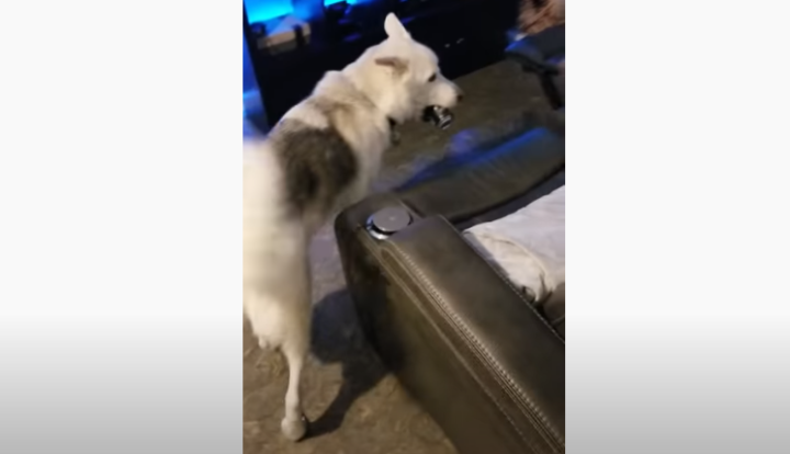 Канадец научи кучето си да му носи бира от хладилника (видео)