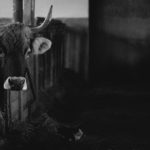 Доказано: Кравите са виновни за глобалното затопляне