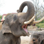 Зоолози изясниха как слоновете оплакват мъртвите си роднини