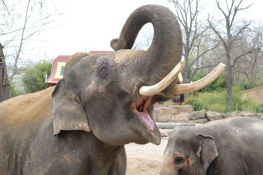 Зоолози изясниха как слоновете оплакват мъртвите си роднини