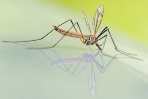 За какво са ни всъщност омразните комари?