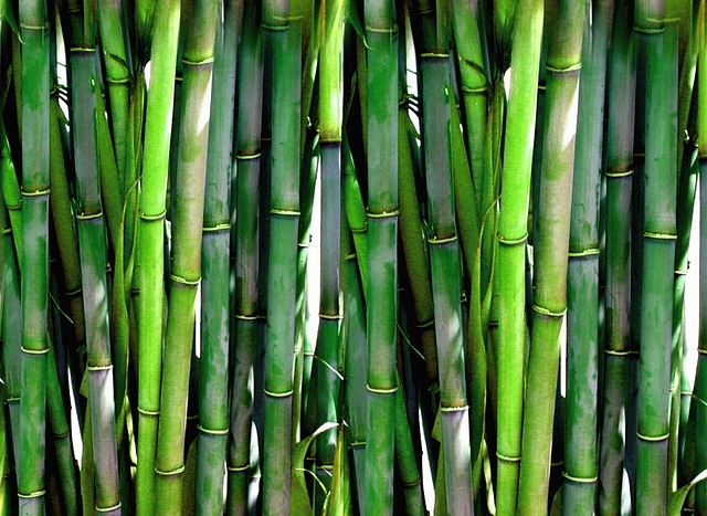 Бамбукът не е дърво, а трева и е роднина на пшеницата и ориза