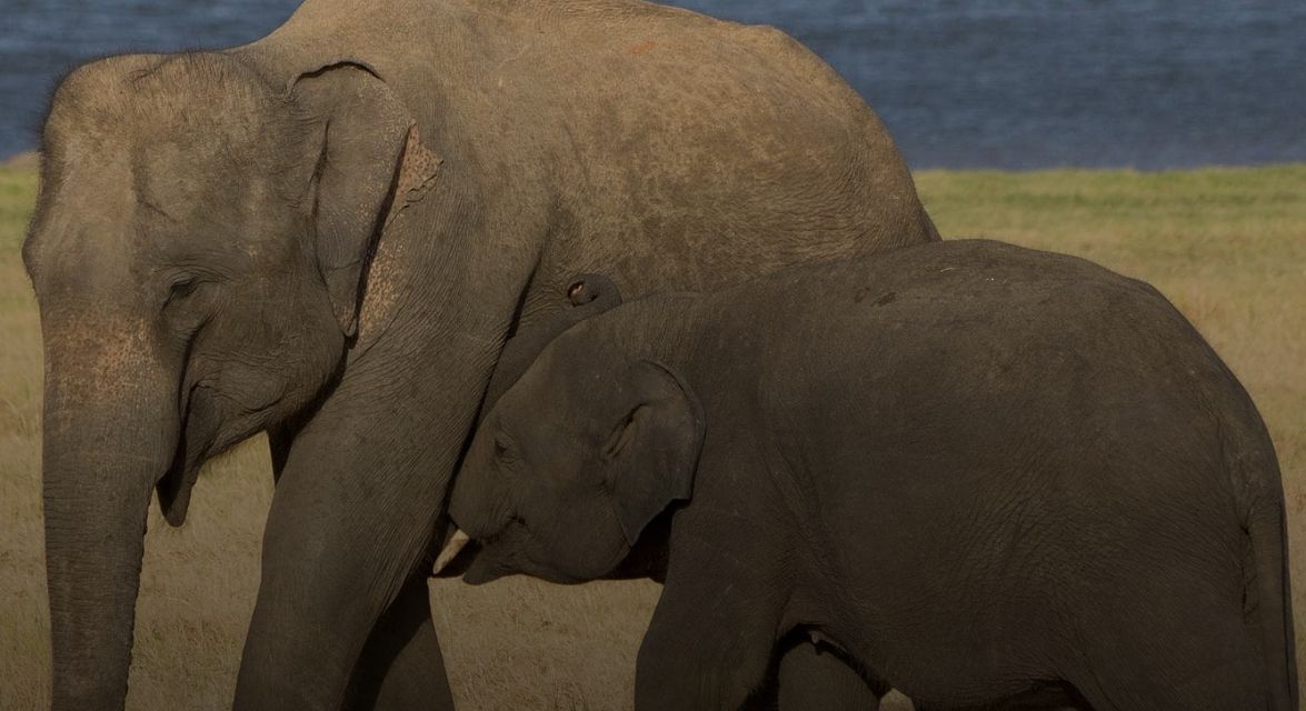 Азиатските слонове оплакват и погребват мъртвите си слончета